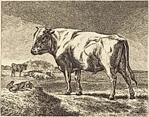 Cow by German 19th Century