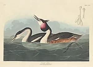 Crested Grebe by Robert Havell after John James Audubon