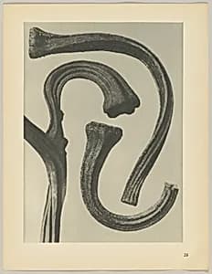 Cucurbita