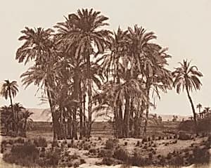 Date palms, Karnak by Félix Teynard