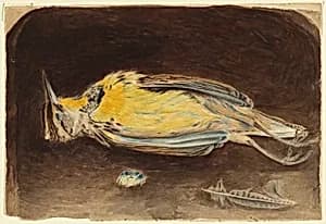 Dead Bird by Robert Bolling Brandegee