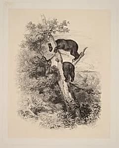 Deux Ours by Karl Bodmer