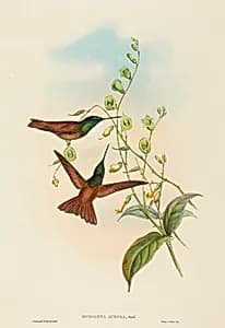 Diphogena aurora (Gould's Rainbow)