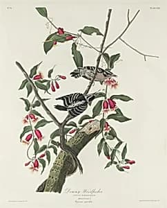Downy Woodpecker by Robert Havell after John James Audubon