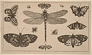 Dragonfly, Ladybirds, and Butterflies by Wenceslaus Hollar