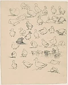 Ducks by Andrew Fisher Bunner