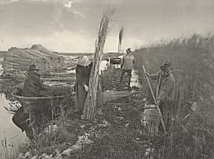 During the Reed-Harvest by Peter Henry Emerson and T.F. Goodall