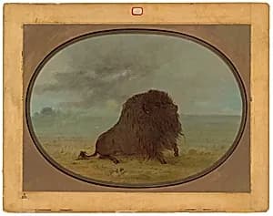 Dying Buffalo Bull by George Catlin
