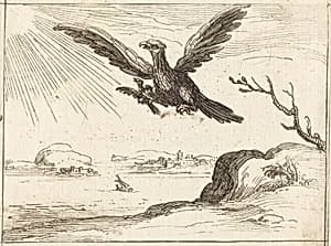 Eagle and Young by Jacques Callot