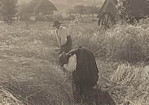 Early Morn by Alfred Stieglitz
