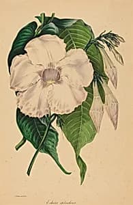 Echites splendens by Samuel Holden