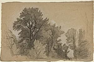 Edge of a Wood