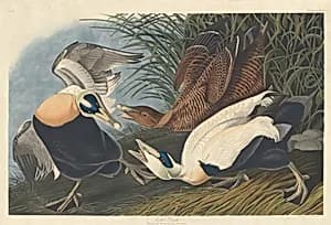 Eider Duck by Robert Havell after John James Audubon