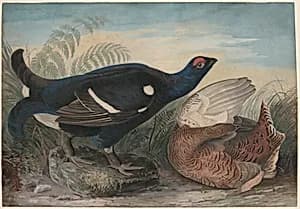 English Black Cocks