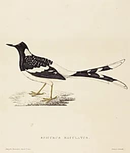 Enicurus Maculatus (Spotted Forktail)