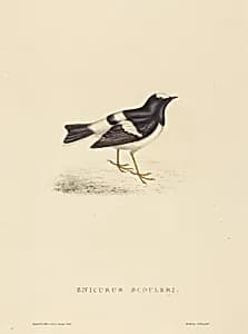 Enicurus Scouleri (Little Forktail)