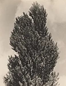 Equivalent by Alfred Stieglitz