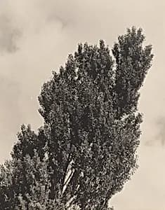 Equivalent by Alfred Stieglitz