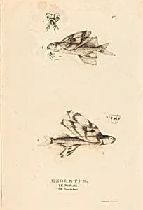 Exocetus by Charles Alexandre Lesueur
