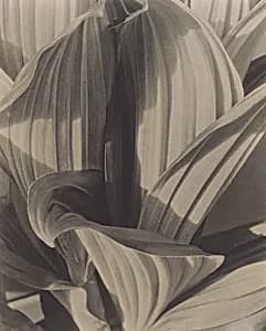 False Hellebore by Imogen Cunningham