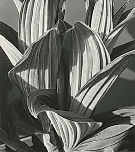 False Hellebore by Imogen Cunningham