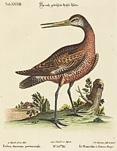 Fedoa Americana, pectore ruso by Johann Michael Seligmann after George Edwards
