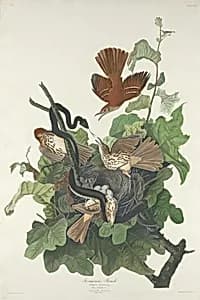 Ferruginous Thrush by Robert Havell after John James Audubon