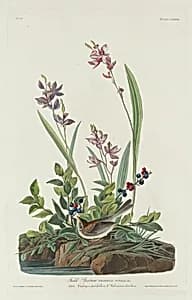 Field Sparrow by Robert Havell after John James Audubon