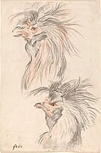 Fighting Cock