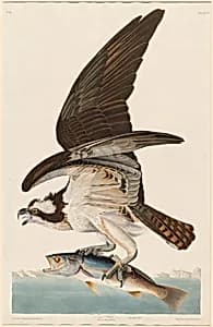 Fish Hawk by Robert Havell after John James Audubon