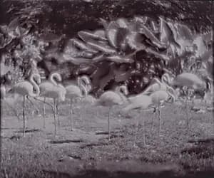 Flamingos