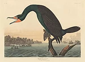 Florida Cormorant by Robert Havell after John James Audubon