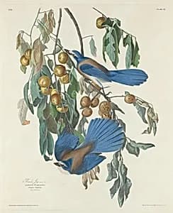 Florida Jays by Robert Havell after John James Audubon