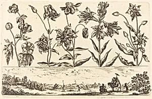 Flower Print no.6