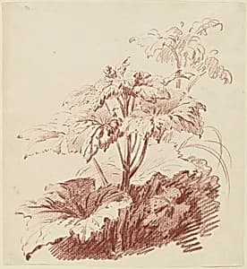 Flowering Plant with Buds