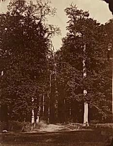 Forest at Saint-Cloud by Louis-Rémy Robert