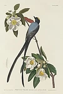 Forked-tail Flycatcher by Robert Havell after John James Audubon