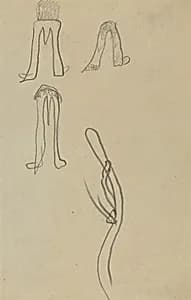 Four Fantastic Forms [recto] by Paul Gauguin