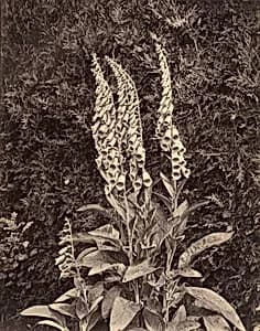 Foxgloves by Frank Mason Good