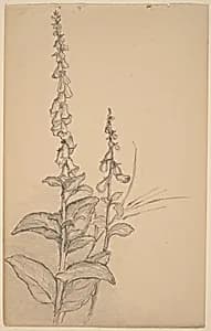 Foxgloves by Arthur B. Davies