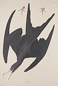 Frigate Pelican by Robert Havell after John James Audubon
