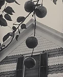 Gable and Apples by Alfred Stieglitz