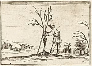 Gardener Pruning a Tree by Jacques Callot