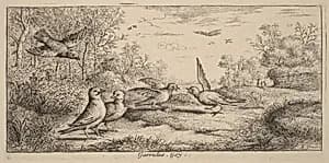 Garrulus, The Jay by Albert Flamen