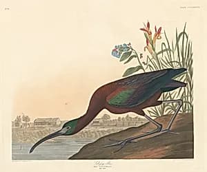 Glossy Ibis by Robert Havell after John James Audubon