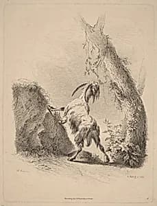 Goat in a Landscape by Adam von Bartsch