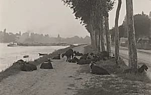 Goats outside Paris by Alfred Stieglitz