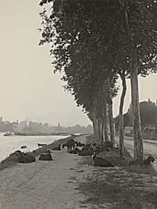 Goats outside Paris by Alfred Stieglitz