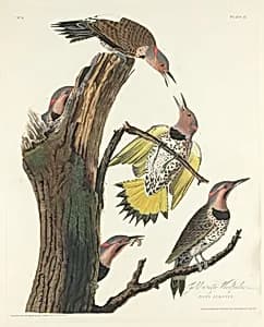Gold-winged Woodpecker by Robert Havell after John James Audubon
