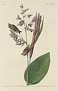 Golden-Crested Wren by Robert Havell after John James Audubon